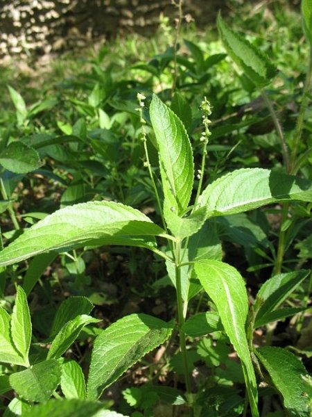 Mercuriale en fleurs